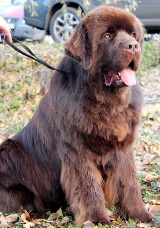 Фото: ньюфаундленд Aquatoriya Kelvin Royal Teddy Bear (Акватория Келвин Ройал Тедди Беар)