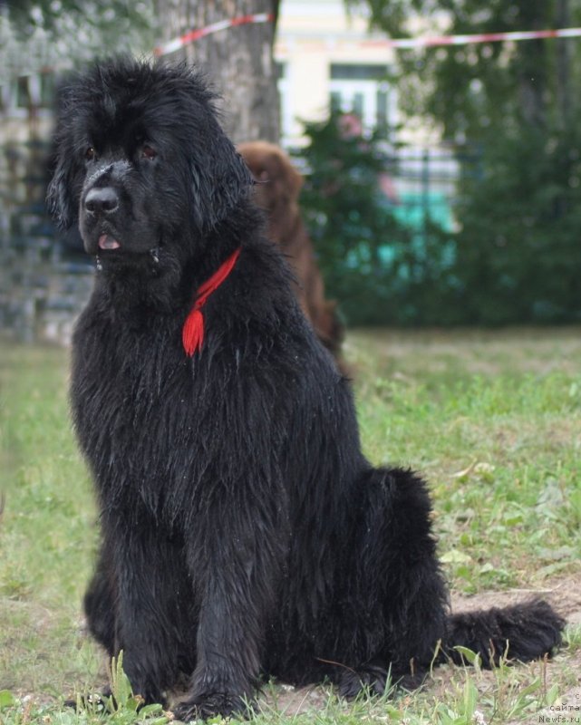 Фото: ньюфаундленд Funnewf Uletnaya Devchenka (Фанньюф Улетная Девчонка)