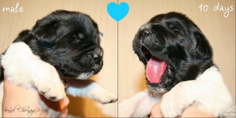 Фотография № 119136