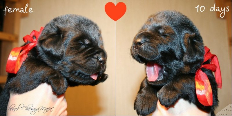 Фото: ньюфаундленд Chernaya Mafia Zesty Betty (Черная Мафия Зесту Бетту)