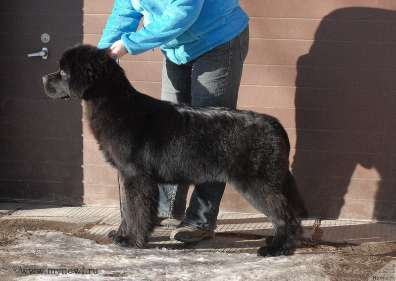Фото: ньюфаундленд Sent Djons Bekoz Ay Love YU (Сент Джонс Бекоз Ай Лове Ю)