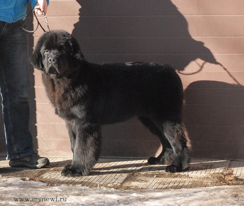 Фото: ньюфаундленд Sent Djons Bekoz Ay Love YU (Сент Джонс Бекоз Ай Лове Ю)