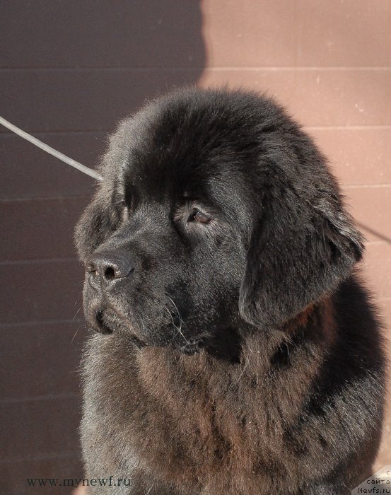 Фотография № 119152