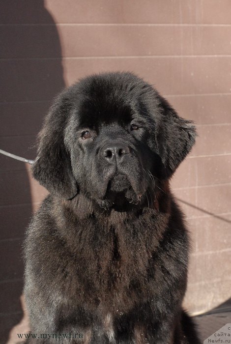 Фото: ньюфаундленд Sent Djons Bekoz Ay Love YU (Сент Джонс Бекоз Ай Лове Ю)