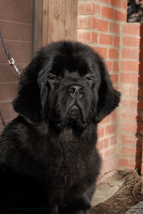 Фотография № 119155