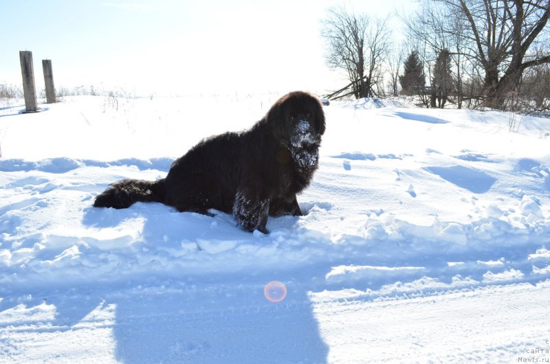 Фото: ньюфаундленд Zerro (Зерро)