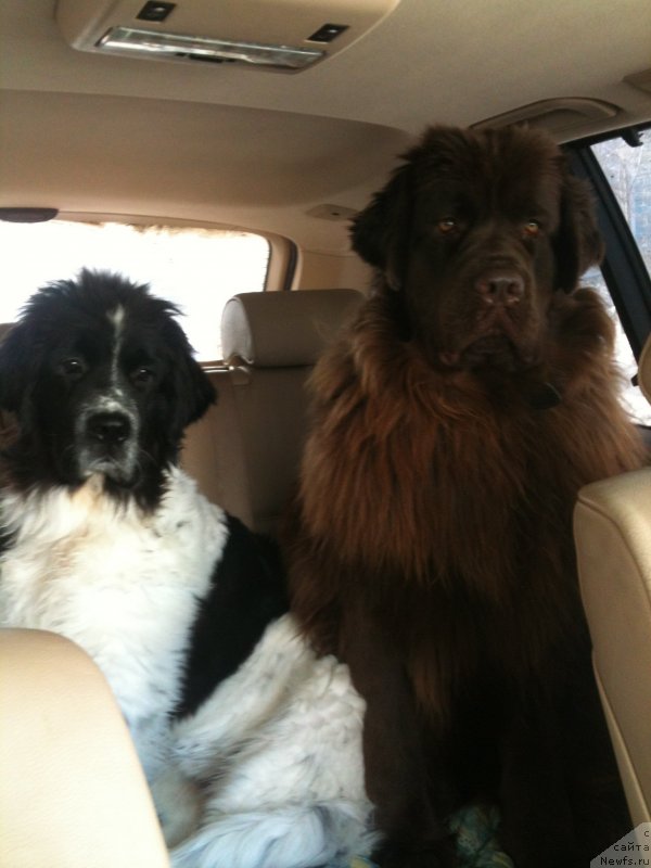 Фото: ньюфаундленд Sent Djons Viva Viktoria (Сент Джонс Вива Виктория), ньюфаундленд Van Len Taym Jenev'eva (Ван Лен Тайм Женевьева)