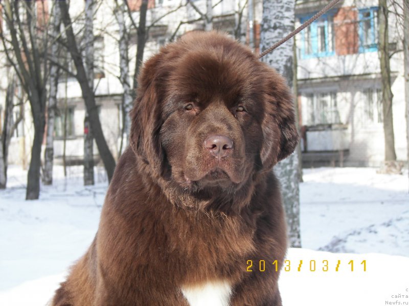 Фото: ньюфаундленд Aquatoriya Kelvin Heather Honey (Акватория Келвин Хизер Хани)