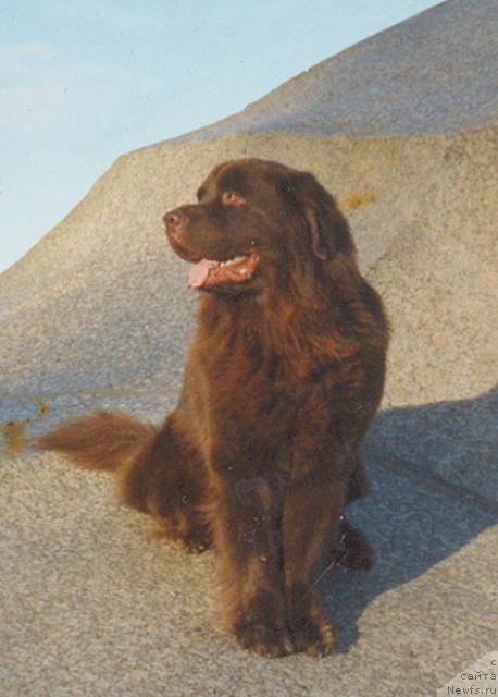 Фото: ньюфаундленд Milord Braun (Милорд Браун)