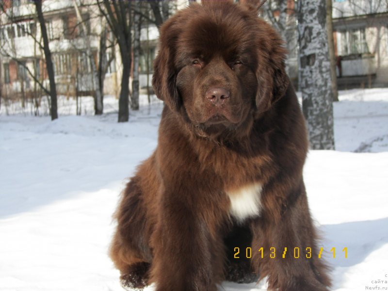 Фото: ньюфаундленд Aquatoriya Kelvin Heather Honey (Акватория Келвин Хизер Хани)