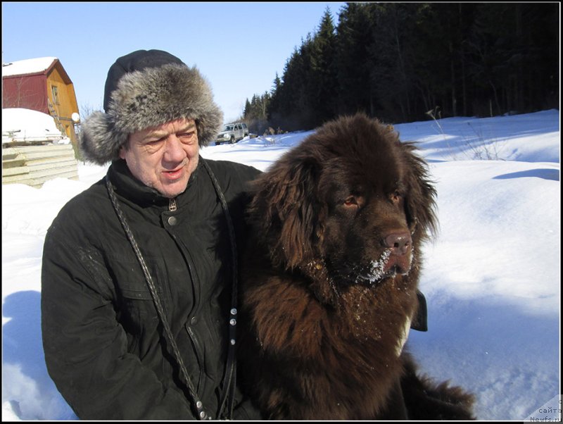 Фото: ньюфаундленд Hozjajka Doma s Berega Dona (Хозяйка Дома с Берега Дона), Sergey Kostin (Сергей Костин)