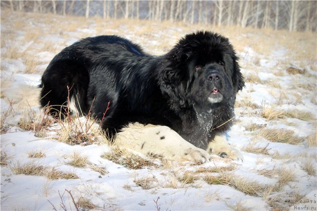 Фото: ньюфаундленд Fiamettahauz Princess B'yuti (Фиаметтахауз Принцесс Бьюти)