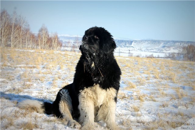 Фото: ньюфаундленд Fiamettahauz Princess B'yuti (Фиаметтахауз Принцесс Бьюти)