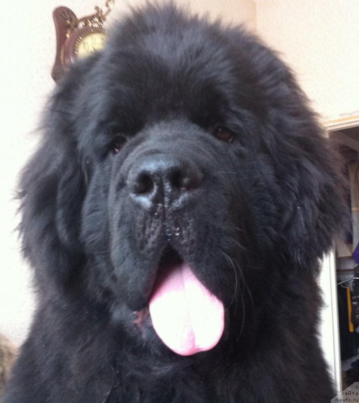 Фото: ньюфаундленд Plyushevaya Panda CHizare Martini (Плюшевая Панда Чизаре Мартини)