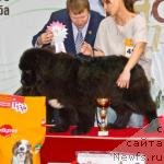 Фото: ньюфаундленд Super Premium Mal'ta (Супер Премиум Мальта)