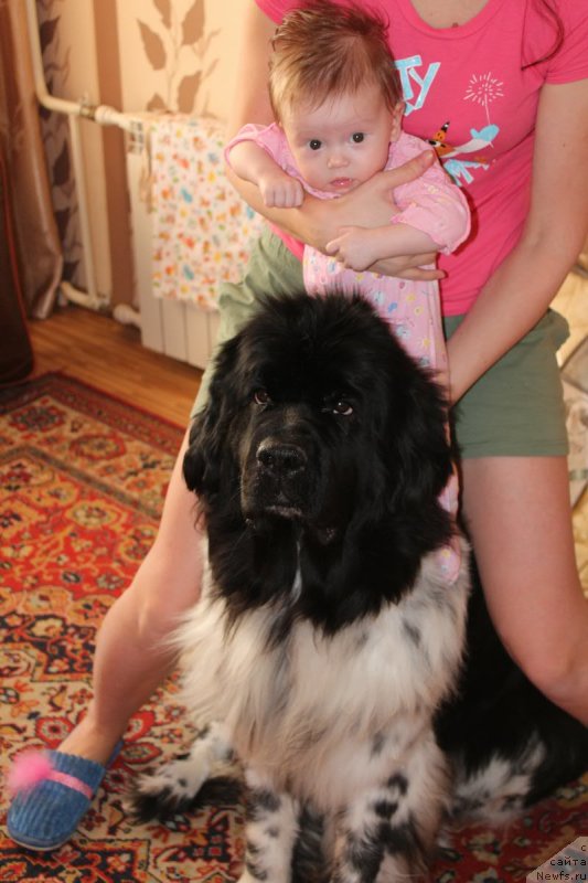 Фото: ньюфаундленд Akvian Song Zest Beautiful (Аквиан Сонг Зест Бьютифул)