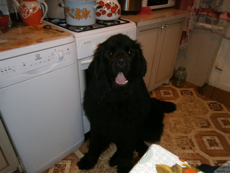 Фото: ньюфаундленд Beguschaya po Volnam Centurion Prior (Бегущая по Волнам Центурион Приор)