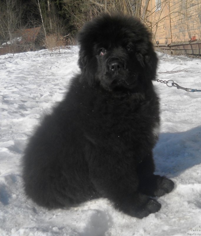 Фото: ньюфаундленд Safari SHamba Klimovna (Сафари Шамба Климовна)