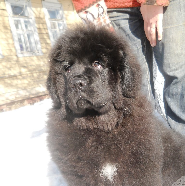 Фото: ньюфаундленд Safari SHamba Klimovna (Сафари Шамба Климовна)