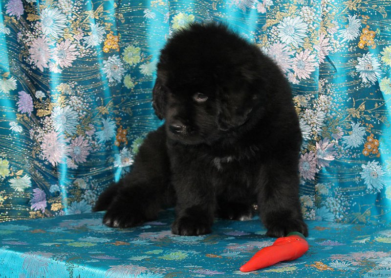 Фото: ньюфаундленд Spart Great Bavariya Bell (Спарт Грейт Бавария Бель)