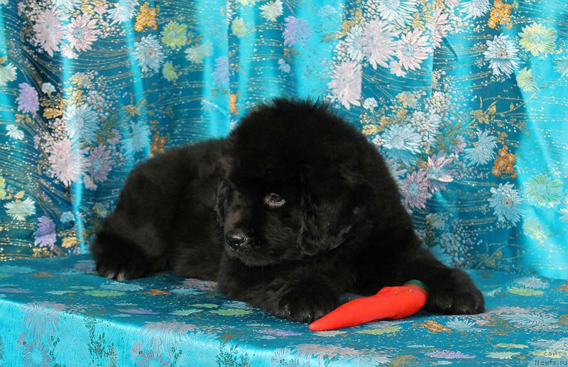 Фото: ньюфаундленд Spart Great Bavariya Bell (Спарт Грейт Бавария Бель)