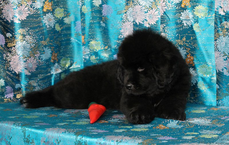 Фото: ньюфаундленд Spart Great Bavariya Bell (Спарт Грейт Бавария Бель)