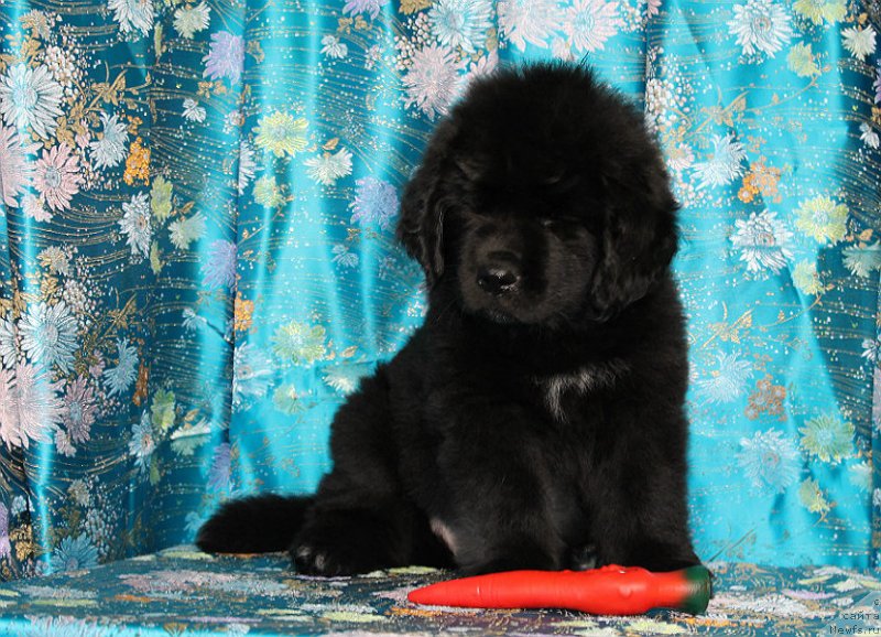 Фото: ньюфаундленд Spart Great Bavariya Bell (Спарт Грейт Бавария Бель)
