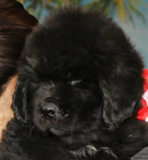 Фото: ньюфаундленд Spart Great Bavariya Bell (Спарт Грейт Бавария Бель)