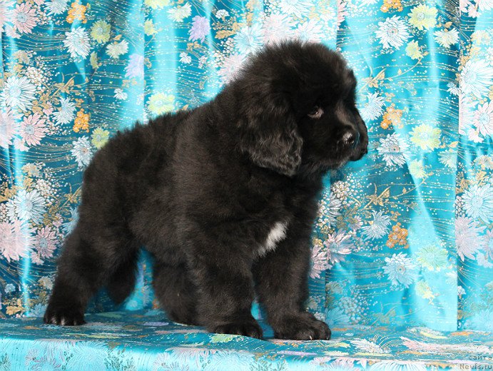 Фото: ньюфаундленд Sapfir Dear Bavariya Belle (Сапфир Деар Бавария Бель)