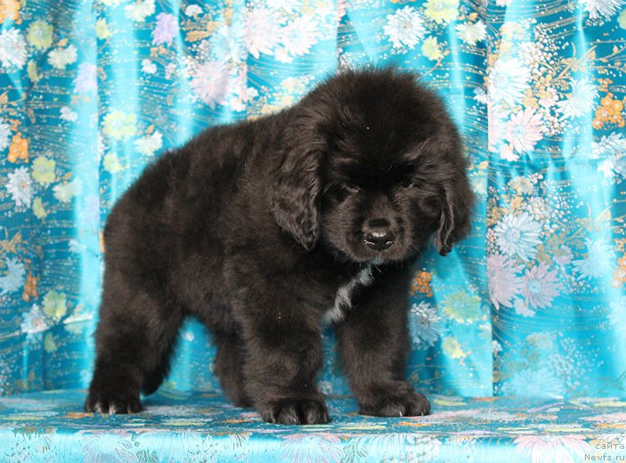 Фото: ньюфаундленд Sapfir Dear Bavariya Belle (Сапфир Деар Бавария Бель)