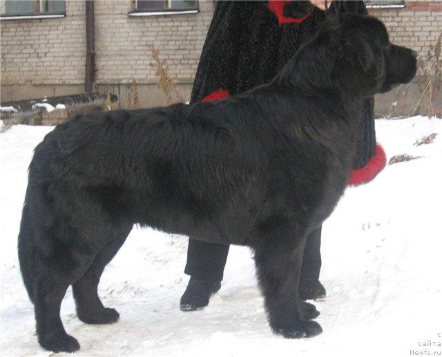 Фото: ньюфаундленд Admiral (Адмирал)
