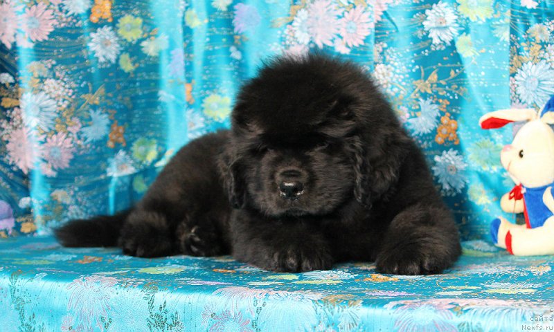 Фото: ньюфаундленд Sultan Best Bavariya Belle (Султан Бест Бавария Бель)