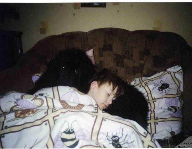 Фото: ньюфаундленд Bekingem (Бекингем)