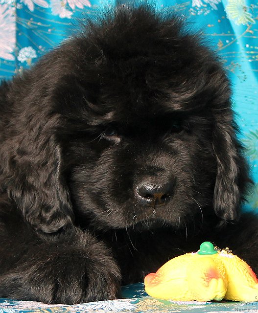 Фото: ньюфаундленд Sun Sheikh Bavariya Belle (Сан Шейх Бавария Бель)