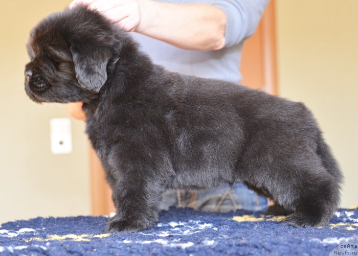 Фото: Бегущая по волнам ЕЛВИС