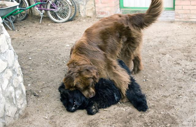 Фото: ньюфаундленд Ygan s Toyanova Gorodka (Юган с Тоянова Городка), ньюфаундленд Lesnaya Skazka Izol'da (Лесная Сказка Изольда)