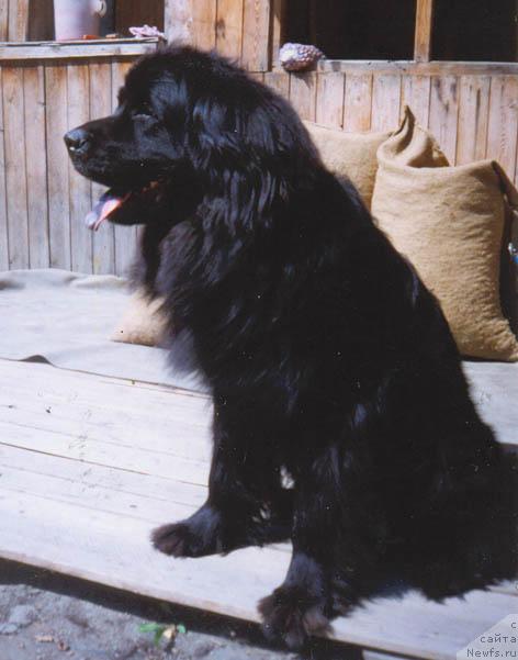 Фото: ньюфаундленд Ester Hil'vug (Естер Хильвуг)