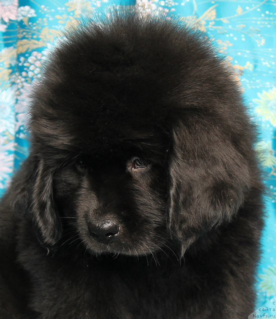 Фото: ньюфаундленд Stefania Jewel Bavariya Belle (Стефания Джувел Бавария Бель)
