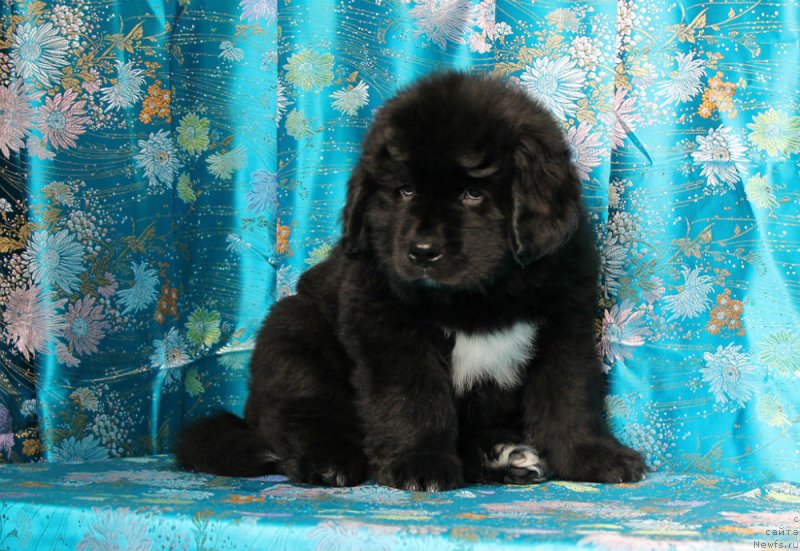Фото: ньюфаундленд Sandra Rose Bavariya Belle (Сандра Роуз Бавария Бель)