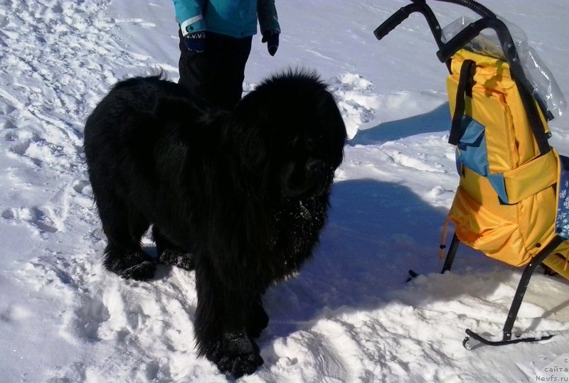 Фото: ньюфаундленд Ih Vyisochestvo Vladlena Madjiks (Их Высочество Владлена Маджикс)