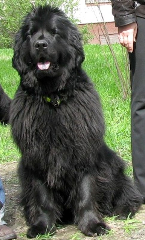 Фото: ньюфаундленд Funnewf Uletnaya Devchenka (Фанньюф Улетная Девчонка)