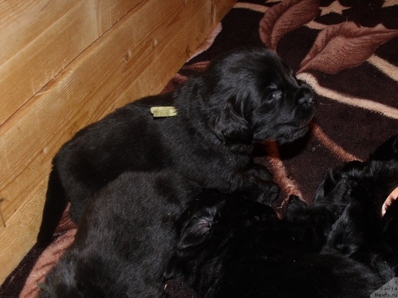 Фото: ньюфаундленд Grand Byebi Ariadna (Гранд Бэби Ариадна)