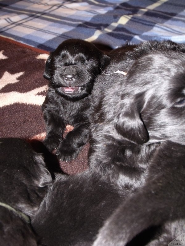 Фото: ньюфаундленд Grand Byebi Ariadna (Гранд Бэби Ариадна)