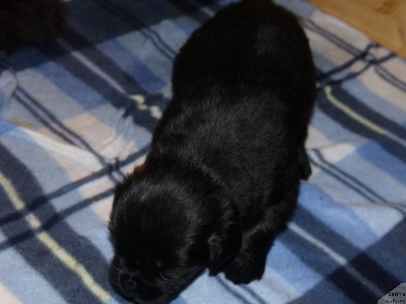 Фото: ньюфаундленд Grand Byebi Ariadna (Гранд Бэби Ариадна)