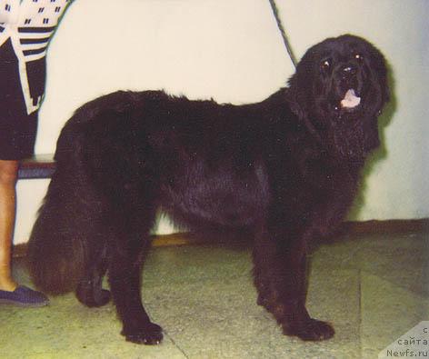 Фото: ньюфаундленд Bebbi Seyver (Бебби Сейвер)