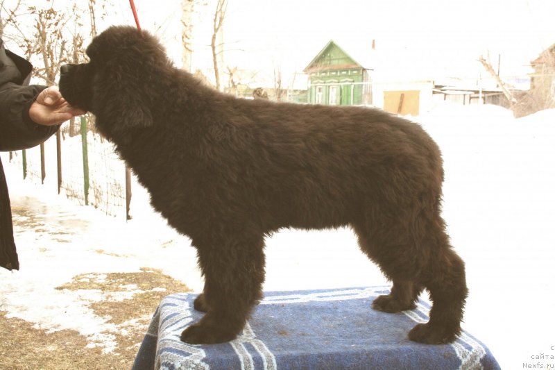 Фото: ньюфаундленд Dark Pride Valentino (Дак Прайд Валентино)