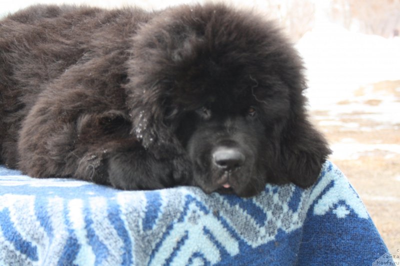 Фотография № 119423