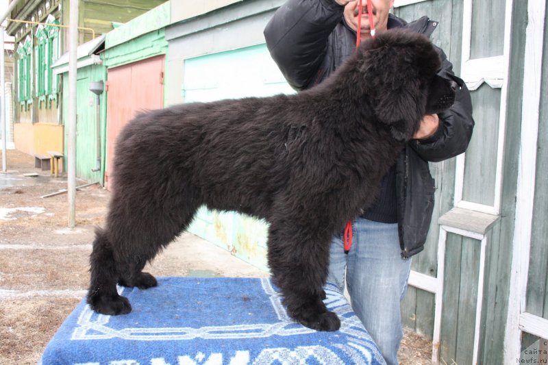 Фото: ньюфаундленд Dark Pride Valentino (Дак Прайд Валентино)