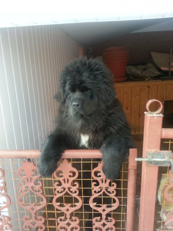 Фото: ньюфаундленд Akvian Song Inseyshibel Layf (Аквиан Сонг Инсейшибел Лайф)