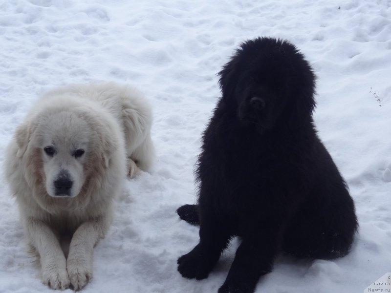 Фото: ньюфаундленд Akvian Song Illyuzion (Аквиан Сонг Иллюзион)